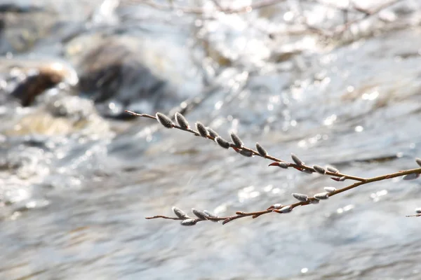 Söğüt, baharı anons eden bir filiz.