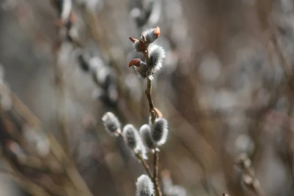 Söğüt, baharı anons eden bir filiz.