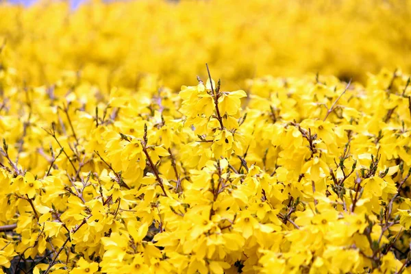 Baharı anons eden bir çiçek.