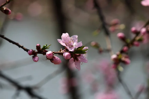 Şeftali çiçeklerinin baharda güzel görünümü
