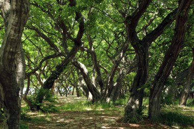Taze yapraklarla dolu bir yaz gününde bir orman