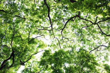 Taze yapraklarla dolu bir yaz gününde bir orman