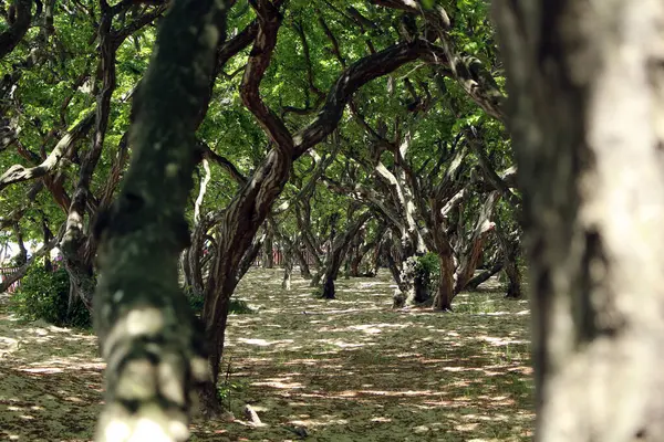 Taze yapraklarla dolu bir yaz gününde bir orman