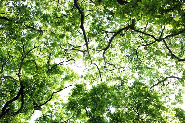 Taze yapraklarla dolu bir yaz gününde bir orman