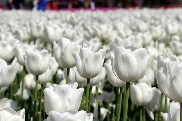 Güzel açan bahar çiçekleri, laleler