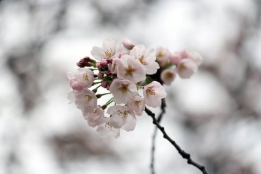 Kiraz çiçekleri, baharı anons eden bir çiçek.