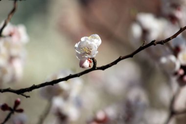 Kiraz çiçeği, baharı anons eden bir çiçek.