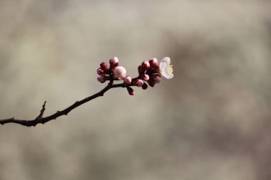 Kiraz çiçeği, baharı anons eden bir çiçek.