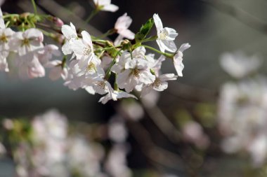 Kiraz çiçeği, baharı anons eden bir çiçek.