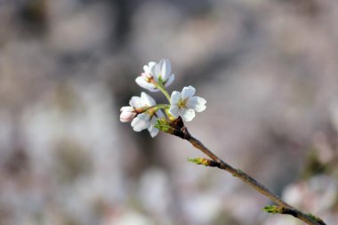 Kiraz çiçeği, baharı anons eden bir çiçek.