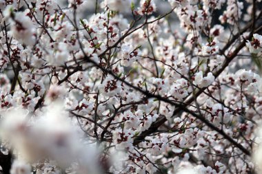 Kiraz çiçeği, baharı anons eden bir çiçek.