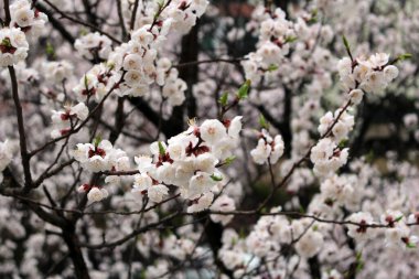 Kiraz çiçeği, baharı anons eden bir çiçek.