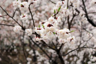 Kiraz çiçeği, baharı anons eden bir çiçek.