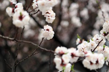 Kiraz çiçeği, baharı anons eden bir çiçek.