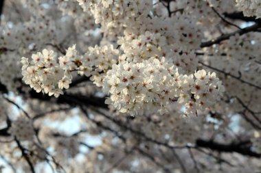 Kiraz çiçeği, baharı anons eden bir çiçek.