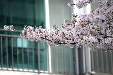 Kiraz çiçeği, baharı anons eden bir çiçek.