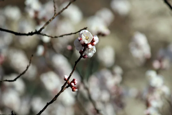 Kiraz çiçeği, baharı anons eden bir çiçek.