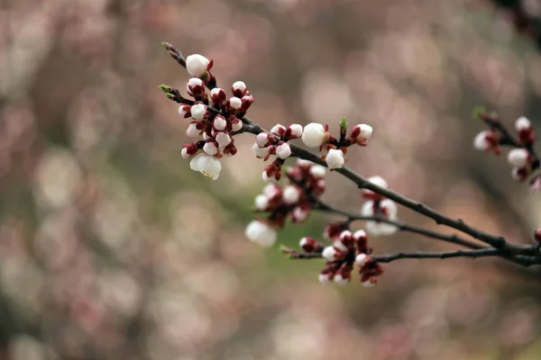 Kiraz çiçeği, baharı anons eden bir çiçek.