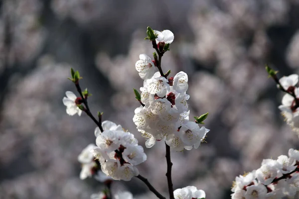 Kiraz çiçeği, baharı anons eden bir çiçek.