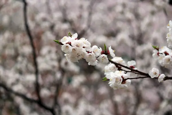 Kiraz çiçeği, baharı anons eden bir çiçek.