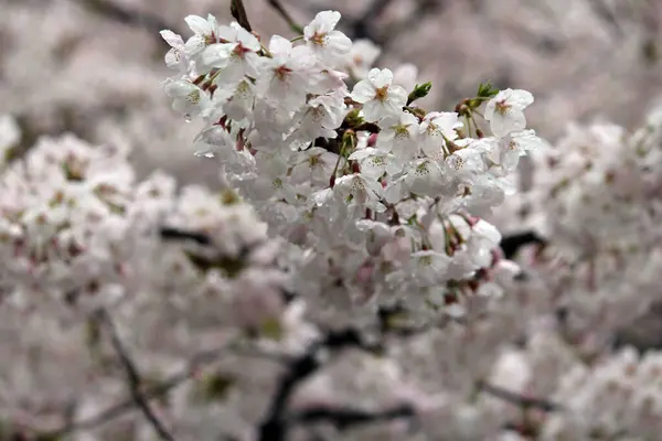 Kiraz çiçeği, baharı anons eden bir çiçek.