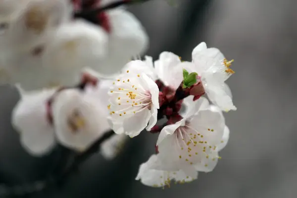 Kiraz çiçeği, baharı anons eden bir çiçek.