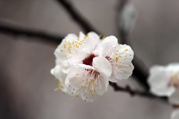 Kiraz çiçeği, baharı anons eden bir çiçek.