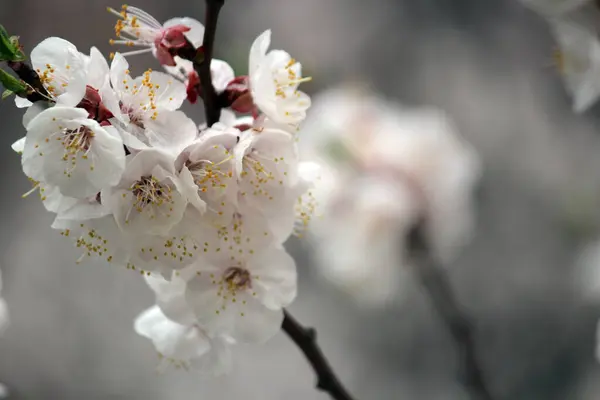 Kiraz çiçeği, baharı anons eden bir çiçek.