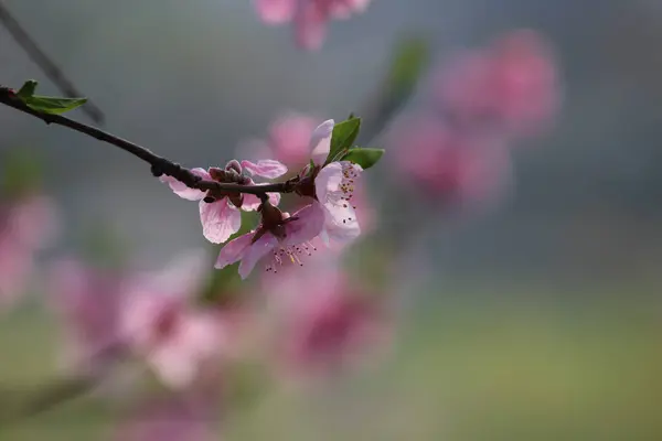 Şeftali çiçeği, baharı anons eden bir çiçek.