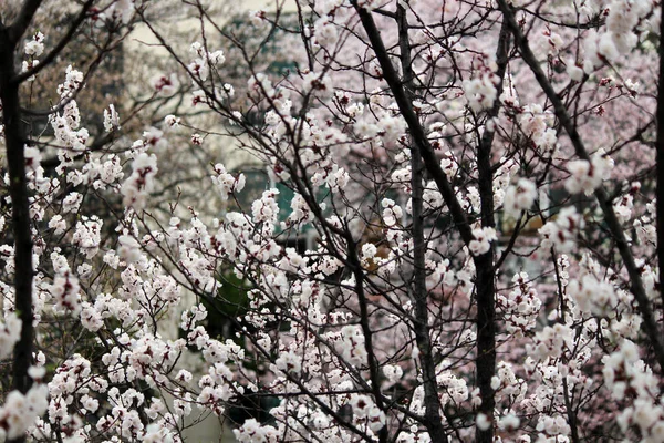 Kiraz çiçeği, baharı anons eden bir çiçek.