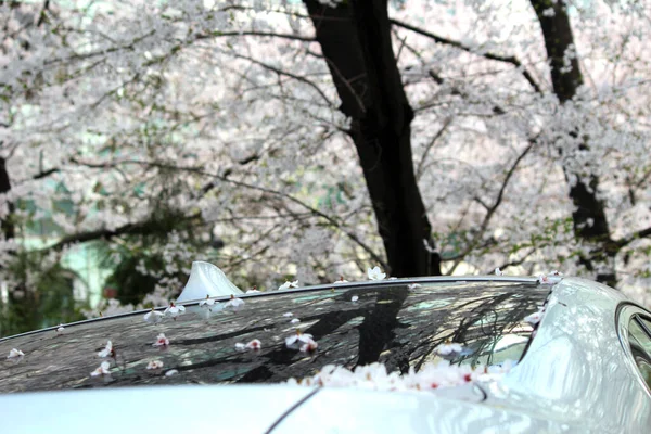 Kiraz çiçeği, baharı anons eden bir çiçek.