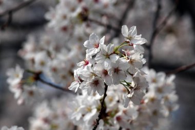 Kiraz çiçeği, baharı anons eden bir çiçek.