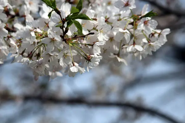 Kiraz çiçeği, baharı anons eden bir çiçek.