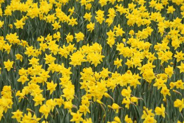 Güzel açan yaz çiçekleri, Narcissus.