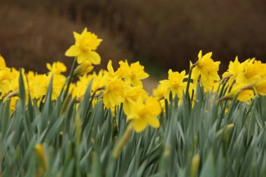 Güzel açan yaz çiçekleri, Narcissus.