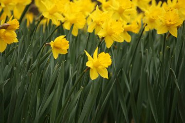Güzel açan yaz çiçekleri, Narcissus.