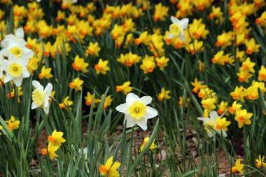 Güzel açan yaz çiçekleri, Narcissus.
