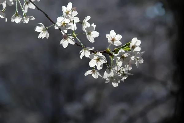 Kiraz çiçeği, baharı anons eden bir çiçek.