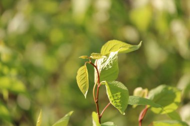 İlkbaharda açan filizler