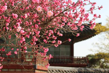 Baharı anons eden kırmızı erik çiçeği