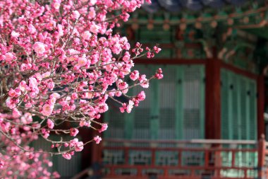 Baharı anons eden kırmızı erik çiçeği