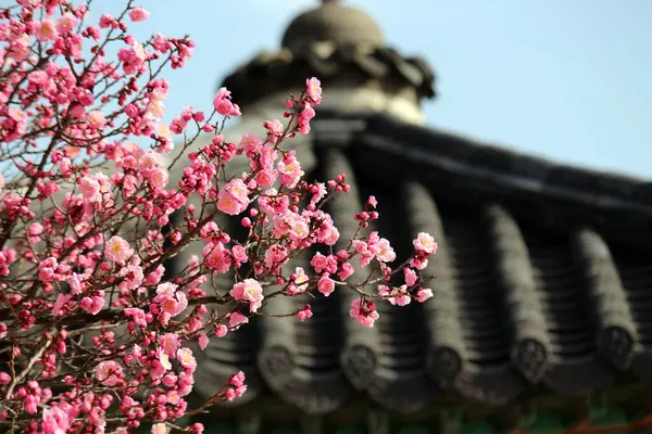 Baharı anons eden kırmızı erik çiçeği