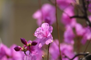 Azalea, baharı anons eden bir çiçek.