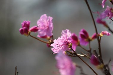 Azalea, baharı anons eden bir çiçek.