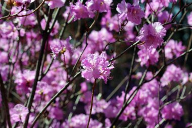 Azalea, baharı anons eden bir çiçek.