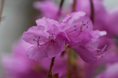 Azalea, baharı anons eden bir çiçek.