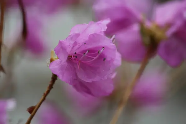 Azalea, baharı anons eden bir çiçek.