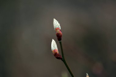 Baharı anons eden çiçekler