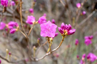 Baharı anons eden çiçekler