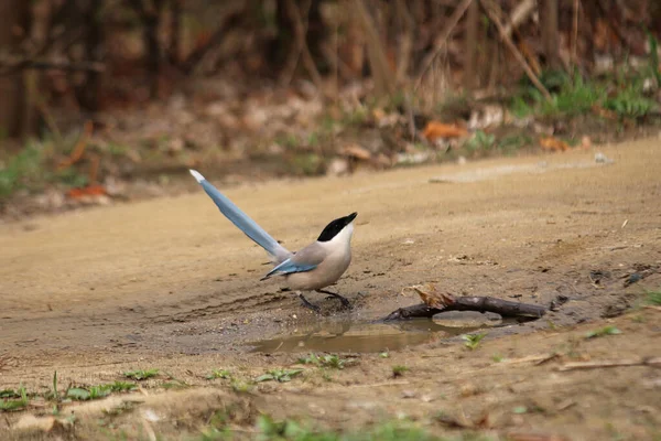 Siyanopika siyanüsü içme suyu